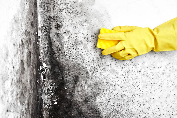 Best Black Mold Removal  in Pitcairn, PA